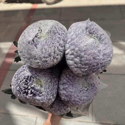 丰岛牡丹菊-薰衣草紫 商品图1