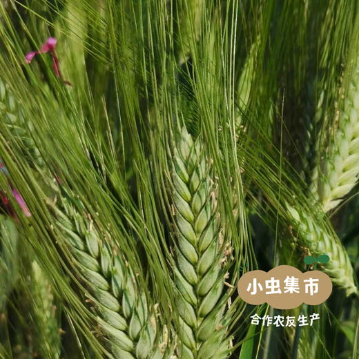 河南生态干面皮 420g/盒 | 合作农友生产，产自河南郑州，生产者：谭波、园春 *【公平贸易农人定价】 商品图11