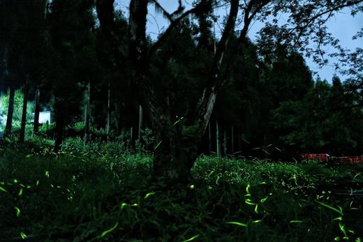 打卡萤火之森+耍水胜地🌊【邛崃天台山·林荫山庄】
🏞️森林溪流间，舒适住宿～
💦香草沟、白龙渡清凉耍水 商品图3