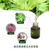 贡艾堂  蕲艾开穴精油  30ML 商品缩略图1