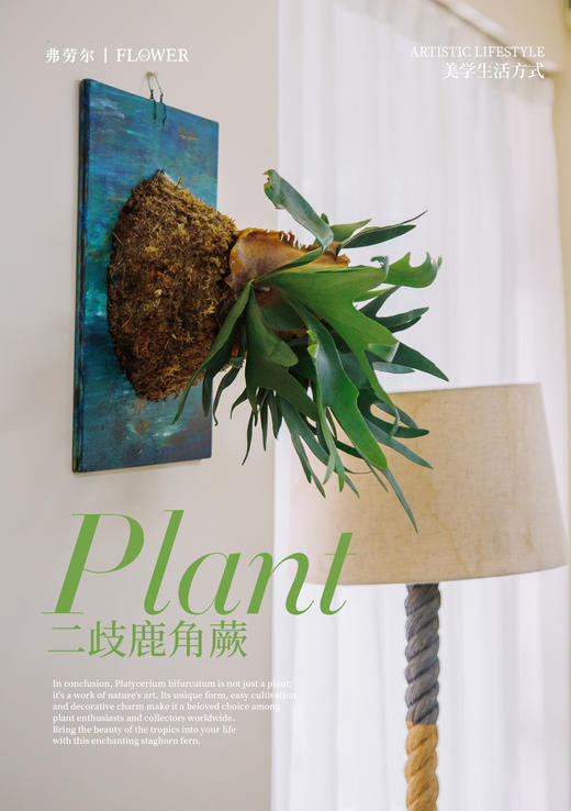 板植鹿角蕨 商品图1