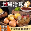 【新鲜营养❗️农家土鸡活珠子】精选13天胚胎活珠子，入口鲜香，口感美味，鲜嫩多汁！香辣毛蛋13天熟土鸡蛋胚五香味钢化蛋开袋即食整箱 商品缩略图1