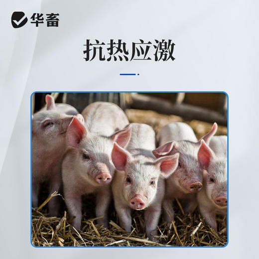 华畜25%维生素C可溶性粉 预防应激 提升免疫力 进口溶剂 吸收更好 禽兽水产用 商品图3