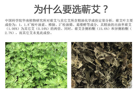 贡艾堂  蕲艾平绒枕青花瓷 43cm*25*5cm  650g 商品图3