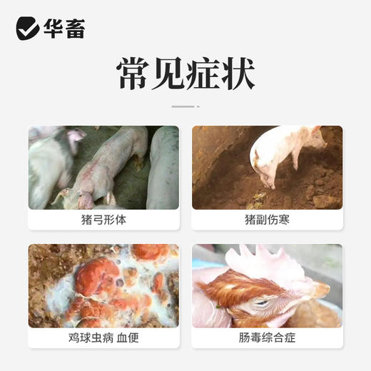 华畜兽药 复方磺胺氯达嗪钠粉 兽用猪鸡球虫药便血弓形体三字球虫粉 商品图1