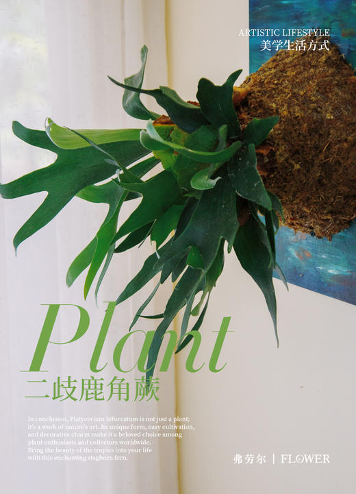 板植鹿角蕨 商品图2