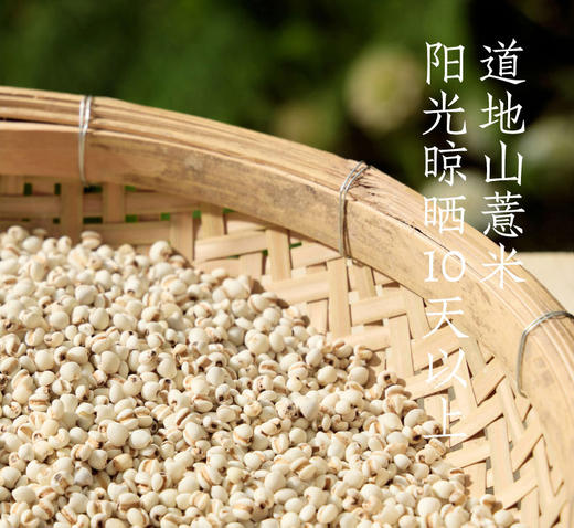 好望水植物饮料薏米水500ml*4瓶整箱五指毛桃薏米 商品图3