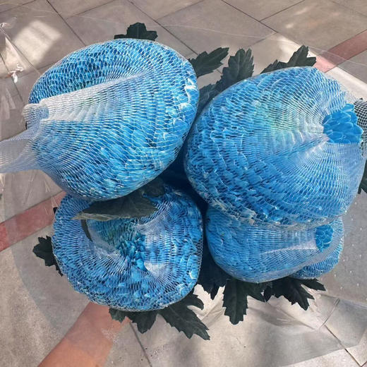 丰岛牡丹菊-碎冰蓝 商品图1