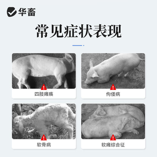 华畜维生素D2胶性钙注射液  补钙 佝偻病软骨症维丁胶性钙 商品图1