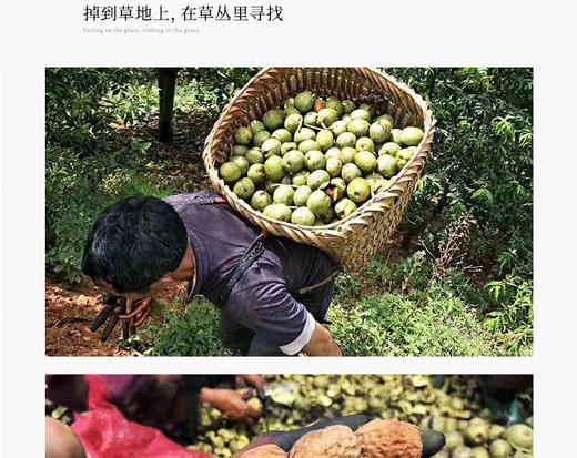 鑫勇泰  秭归高山老树核桃礼盒 1.5KG 商品图4