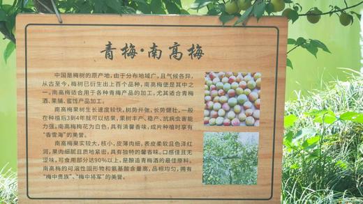 【青孃】青梅酒 500ml*6  【HJ】 商品图2