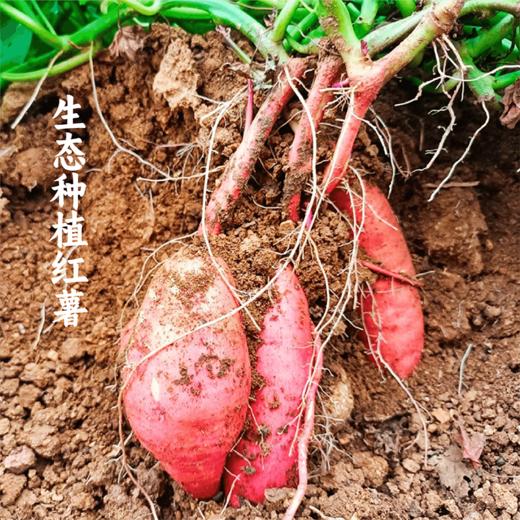 [屁侠推荐]谦益香畴 方便红薯粉丝汤75g 菌菇味/藤椒味 周三 商品图2