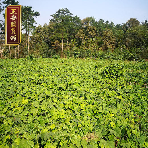 【正安】有机野生葛根粉 湖北钟祥山道地产区 润燥好物 冲调羹品早餐代餐 7道工艺慢磨细滤 自然清香清凉滋润 250g/罐 商品图4