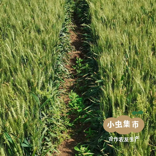 河南生态干面皮 420g/盒 | 合作农友生产，产自河南郑州，生产者：谭波、园春 *【公平贸易农人定价】 商品图14