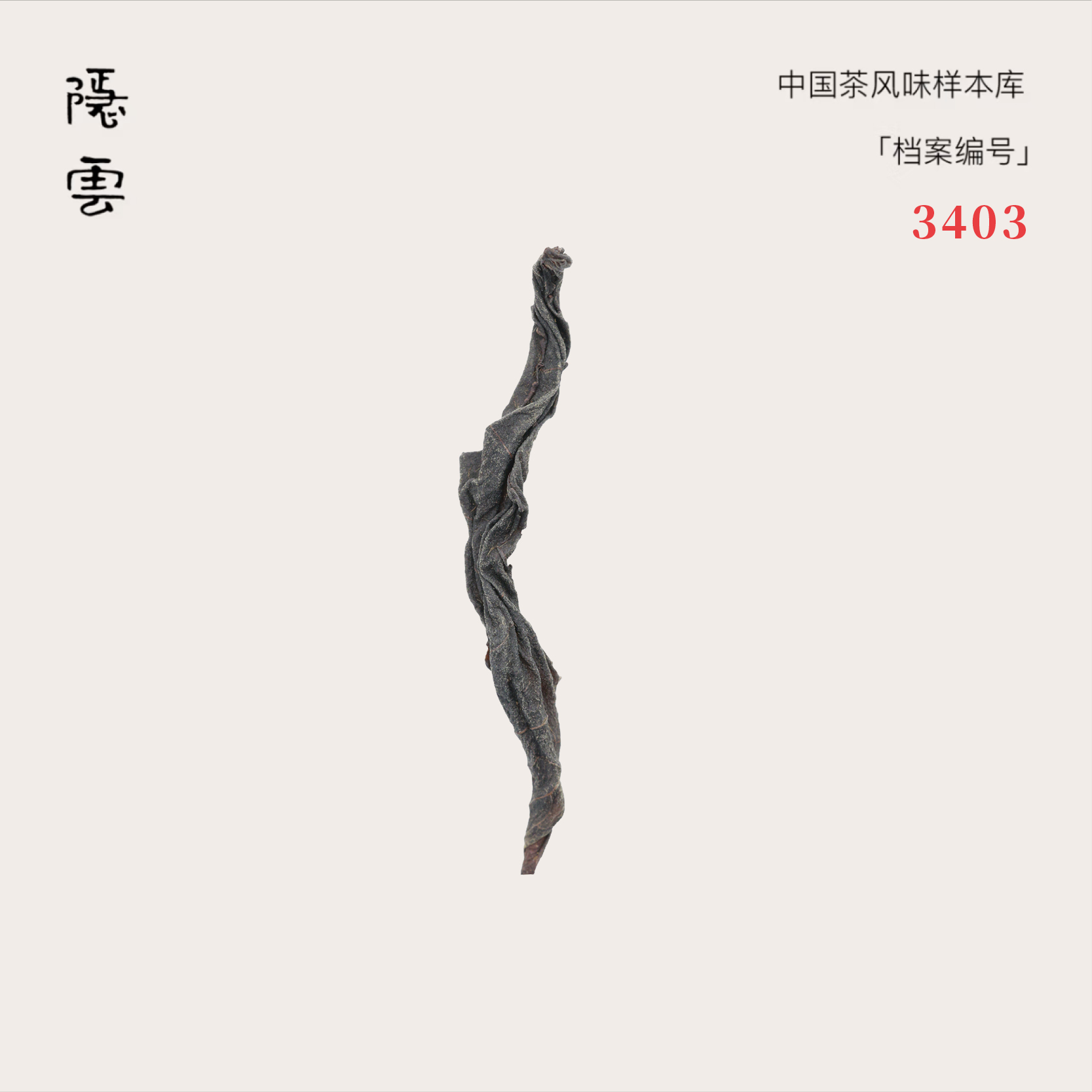 夕远｜2024年六窨茉莉红