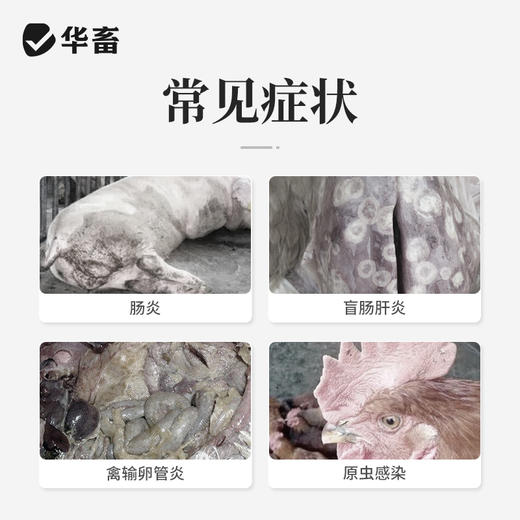 【社群专享】华畜20%地美硝唑 国标兽药 抗原虫药 毛滴虫回肠炎 厌氧菌密螺旋体痢疾拌料用 商品图1