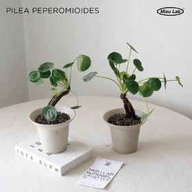 小圆叶老桩镜面草（全国包邮）