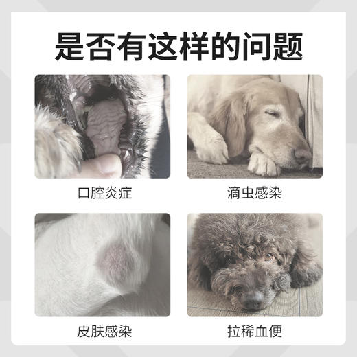 华畜 甲硝唑片畜禽鸽子猫狗药 口炎药 滴虫驱虫药 商品图2