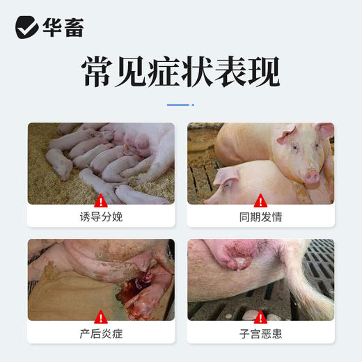 华畜高含量氯前列醇钠注射液 牛羊同期发情 催产 猪分娩前列烯醇钠 商品图1