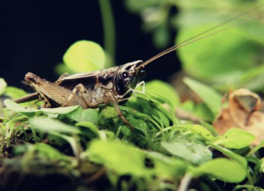 【奇遇周末】城市夜巡记—感受大自然的摩斯密码 商品图1