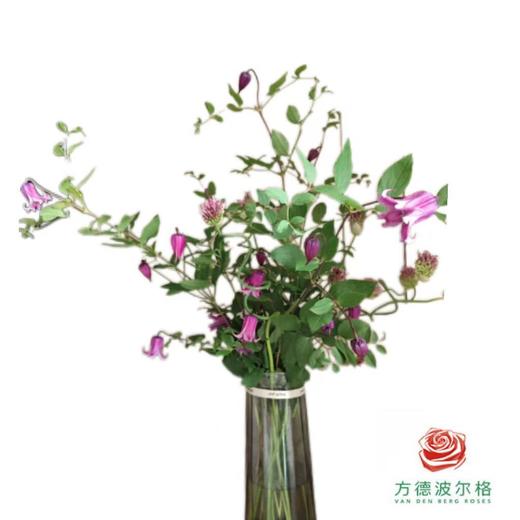 铁线莲 阿米莉亚 商品图0