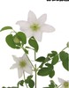 配花 | 铁线莲六出琉璃 商品缩略图0