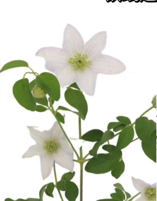 配花 | 铁线莲六出琉璃 商品图0