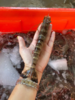 & 大黑虎虾🦐约1斤1盒，肉质非常的肥，口感非常的棒[鼓掌]活冻 商品缩略图5