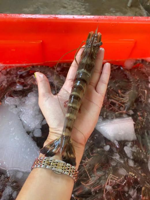 & 大黑虎虾🦐约1斤1盒，肉质非常的肥，口感非常的棒[鼓掌]活冻 商品图5
