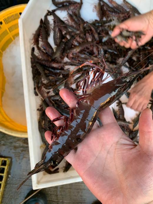 & 大黑虎虾🦐约1斤1盒，肉质非常的肥，口感非常的棒[鼓掌]活冻 商品图2