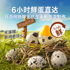 【限时一口价22.9元】什锦鹌鹑蛋（量贩装）450g【任选3件8.5折】 商品缩略图3
