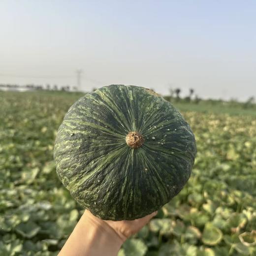 陕西减脂小南瓜 软糯香甜 优质粗粮，一家人都爱吃的健康南瓜 商品图4