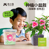 【科学种植❗植物生长观察盒】轻松种植好养活，让孩子感受生命的奇妙，提升动手能力，亲子互动，科学作业植物生长观察盒儿童种植迷你小盆栽幼儿园小学QQ 商品缩略图1