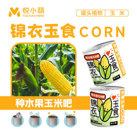 【2罐更划算❗绿植桌面罐头】网红办公室绿植桌面，易种易养活，体验植物生长乐趣，罐头植物幸运草向日葵种子儿童种植迷你小盆栽QQ 商品图4