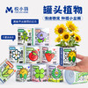 【2罐更划算❗绿植桌面罐头】网红办公室绿植桌面，易种易养活，体验植物生长乐趣，罐头植物幸运草向日葵种子儿童种植迷你小盆栽QQ 商品缩略图0