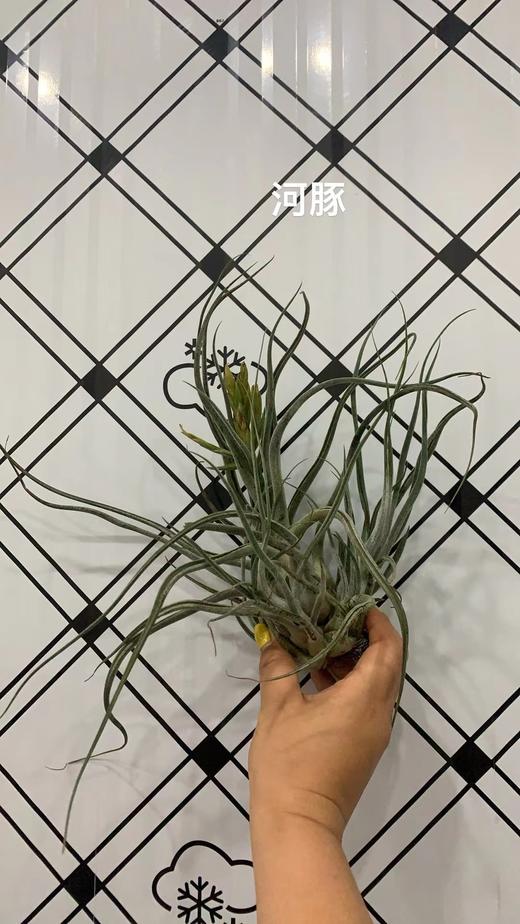 叶材 | 河豚 商品图0