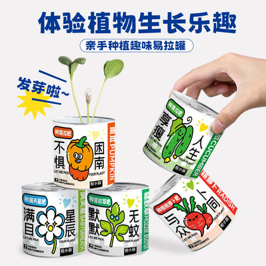 【2罐更划算❗绿植桌面罐头】网红办公室绿植桌面，易种易养活，体验植物生长乐趣，罐头植物幸运草向日葵种子儿童种植迷你小盆栽QQ 商品图1