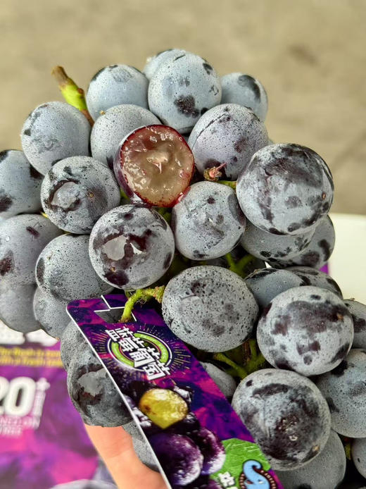 ✈️顺丰包邮到家   欢乐象蓝莓葡萄
开箱巨惊艳 超大串 果粉无敌
有蓝莓的香 果粒硬度巨新鲜
花青素含量高，入口倍儿甜 
规格:净2.5斤 商品图0