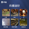 华畜盐酸氨丙啉磺胺喹噁啉钠可溶性粉 抗球虫病鸡鸭鹅球虫病专用药 商品缩略图3