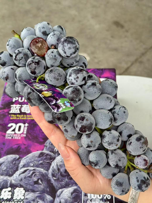 ✈️顺丰包邮到家   欢乐象蓝莓葡萄
开箱巨惊艳 超大串 果粉无敌
有蓝莓的香 果粒硬度巨新鲜
花青素含量高，入口倍儿甜 
规格:净2.5斤 商品图1