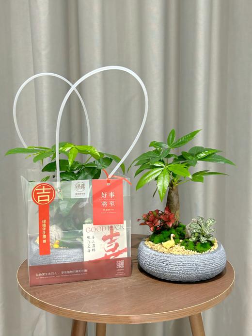 发财树/WL小圆98 商品图0