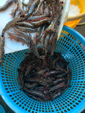 & 大黑虎虾🦐约1斤1盒，肉质非常的肥，口感非常的棒[鼓掌]活冻