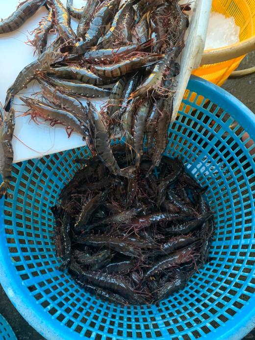 xm{批发价码头直发！！！纯天然新鲜劲~}海捕大黑虎虾，百吃不腻性价比高，顺丰活冻当天捕捞肉质紧实Q弹，好吃~ 商品图1