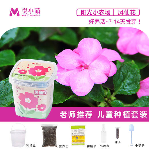 【科学种植❗植物生长观察盒】轻松种植好养活，让孩子感受生命的奇妙，提升动手能力，亲子互动，科学作业植物生长观察盒儿童种植迷你小盆栽幼儿园小学QQ 商品图5