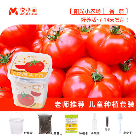 【科学种植❗植物生长观察盒】轻松种植好养活，让孩子感受生命的奇妙，提升动手能力，亲子互动，科学作业植物生长观察盒儿童种植迷你小盆栽幼儿园小学QQ 商品图8