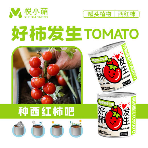 【2罐更划算❗绿植桌面罐头】网红办公室绿植桌面，易种易养活，体验植物生长乐趣，罐头植物幸运草向日葵种子儿童种植迷你小盆栽QQ 商品图11