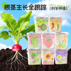 【科学种植❗植物生长观察盒】轻松种植好养活，让孩子感受生命的奇妙，提升动手能力，亲子互动，科学作业植物生长观察盒儿童种植迷你小盆栽幼儿园小学QQ 商品缩略图2