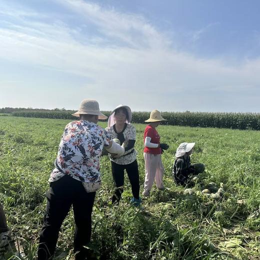 陕西减脂小南瓜 软糯香甜 优质粗粮，一家人都爱吃的健康南瓜 商品图6