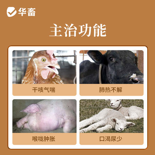 华畜兽用0.3g麻杏石甘片猪用牛羊鸡鸭鹅药肺炎咳喘清肺止咳呼吸道 商品图1