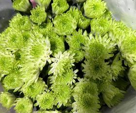 小菊 | 小菊青蛙王子